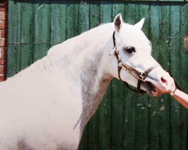 stallion Mac Orion (Welsh-Pony (Section B), 1981, from Optimist)