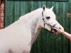 Deckhengst Mac Orion (Welsh Pony (Sek.B), 1981, von Optimist)