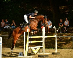 jumper Altenklosterhof' S Big Brown (Westphalian, 2013, from Balous Bellini)