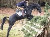 dressage horse Der Sudermühler (Hanoverian, 2008, from Don Frederico)