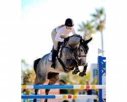 jumper James Bond Oc (Swedish Warmblood, 2014, from Zirocco Blue)