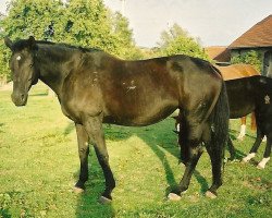 broodmare Gloriwell (Hanoverian, 1995, from Glorieux)