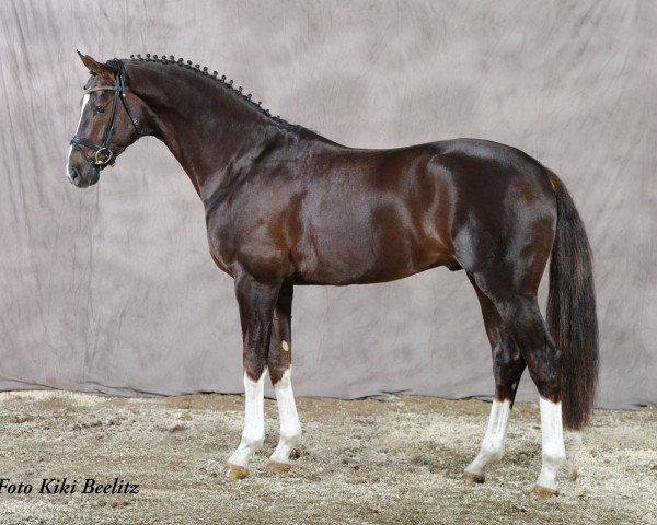 stallion Henglein's Licosto (Westphalian, 2005, from Licotus)