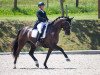 dressage horse Dante's Fürst ANW (Oldenburg, 2014, from Dante Weltino Old)