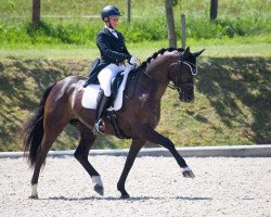 dressage horse Dante's Fürst ANW (Oldenburg, 2014, from Dante Weltino Old)