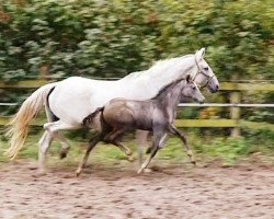 dressage horse Fräulein Svea (Oldenburg, 2020, from For Romance II)