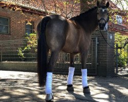 jumper Kalle Blomquist 14 (New Forest Pony, 2010, from Orchid's Cestanii)