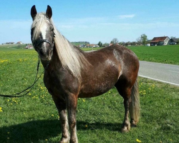 broodmare Enja (Black Forest Horse, 2012, from Wildfuchs)