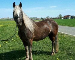 broodmare Enja (Black Forest Horse, 2012, from Wildfuchs)