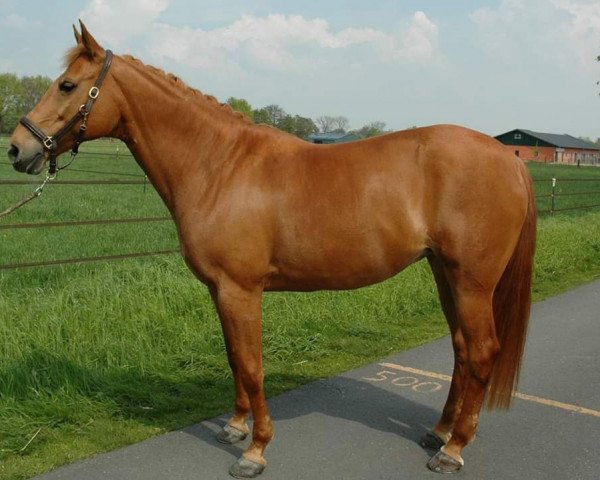 Pferd Nadja (Deutsches Reitpony, 1996, von Colorado)