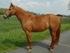 Pferd Nadja (Deutsches Reitpony, 1996, von Colorado)