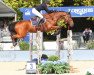 jumper Jabari van de Maltahoeve (Belgian Warmblood, 2009, from Toulon)