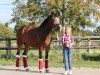 broodmare Diamond Kiss AT (German Riding Pony, 2016, from Diamond Touch NRW)