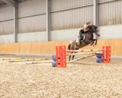 Pferd Carhu Bailey (Connemara-Pony, 2012, von Derrymore Duncan)