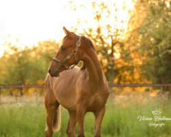 dressage horse Dark Daisy AT (German Riding Pony, 2019, from Dark Highlight AT)