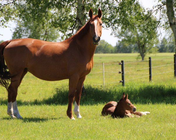 broodmare Gina (Hanoverian, 2000, from Ginsberg)