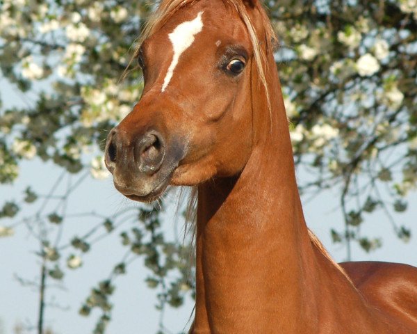 broodmare Anisha RCA (Arabian thoroughbred, 2004, from Absolut RCA EAO)