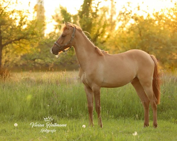 broodmare Diamond Rose (German Riding Pony, 2019, from Dating At NRW)