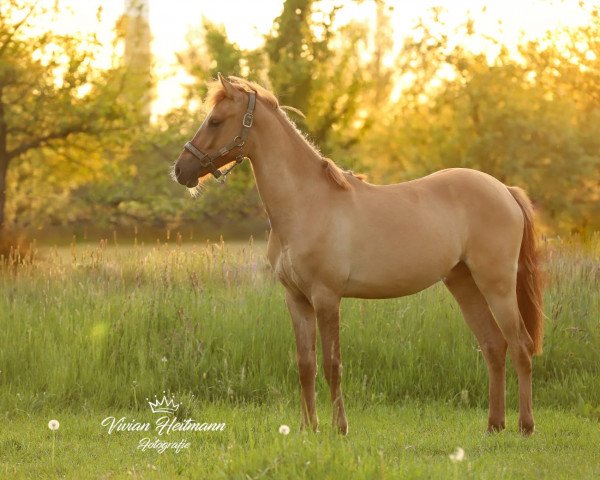 Zuchtstute Diamond Rose (Deutsches Reitpony, 2019, von Dating At NRW)