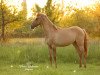 Zuchtstute Diamond Rose (Deutsches Reitpony, 2019, von Dating At NRW)