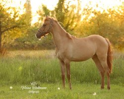 broodmare Diamond Rose (German Riding Pony, 2019, from Dating AT NRW)