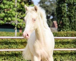 dressage horse Stute von Dating AT NRW (German Riding Pony, 2020, from Dating At NRW)