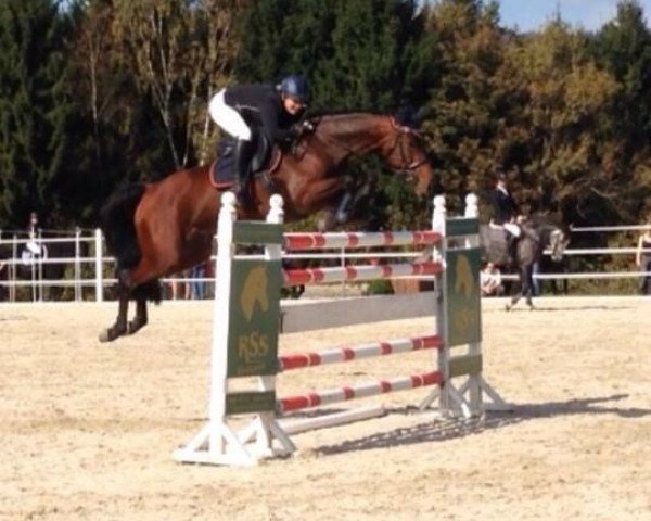 jumper Jarina Von Pachern (Austrian Warmblood, 2006)