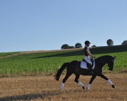 jumper Picoletto (German Riding Pony, 2002, from Piccolo)