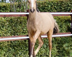 broodmare D-Cream (German Riding Pony, 2020, from D-Gold AT NRW)