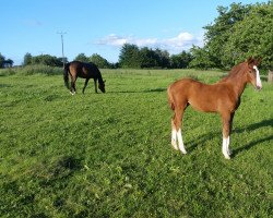 dressage horse Stute von Thiago / Flanagan (Oldenburg, 2019, from Thiago GS OLD)