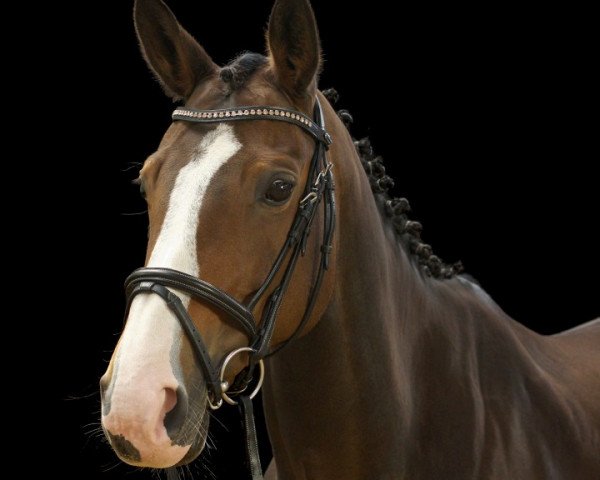 dressage horse Fräulein Schmidt (Hanoverian, 2007, from For Edition)