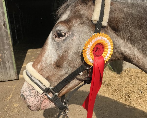 dressage horse Anjala (unknown, 2012)