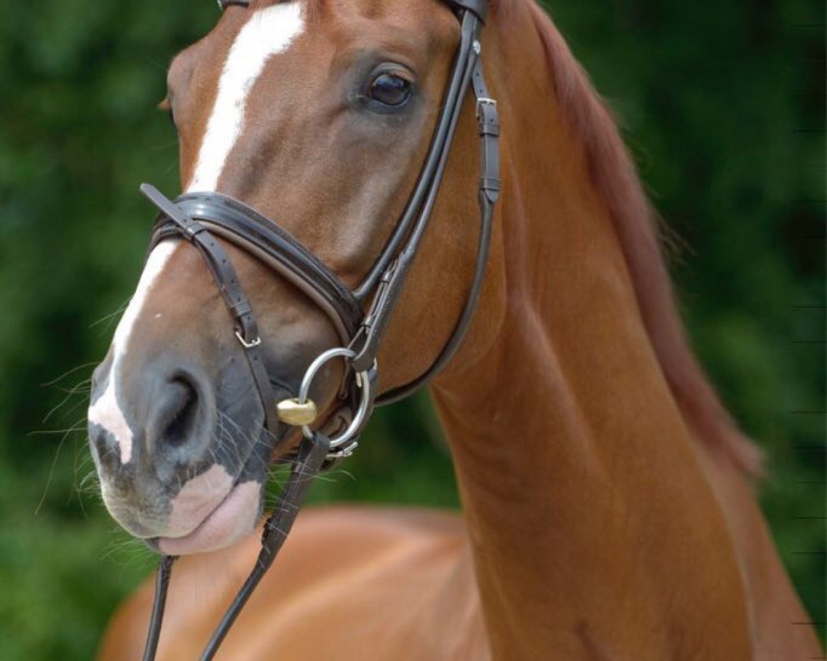 dressage horse Be My Sunshine 11 (Hanoverian, 2011, from Benetton Dream FRH 1301)