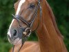 dressage horse Be My Sunshine 11 (Hanoverian, 2011, from Benetton Dream FRH 1301)