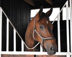 dressage horse Q Jackman (German Sport Horse, 2015, from Quadroneur)