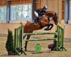 jumper Sheldon 9 (KWPN (Royal Dutch Sporthorse), 2011, from Apache)