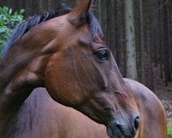 jumper Stella 949 (German Sport Horse, 2008, from Stalypso)