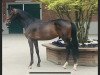 stallion Gk C'Est Un Reve (Holsteiner, 2016, from Comme il Faut)