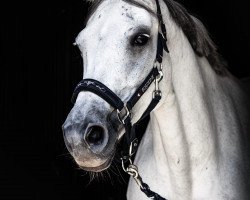 Springpferd Weissenas Rosalie (Oldenburger, 2011, von Rosengold)