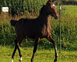 broodmare Brita Balita (German Sport Horse, 2017, from Bailando)