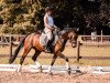 dressage horse Dance in Day (Oldenburg, 2013, from Foundation 2)