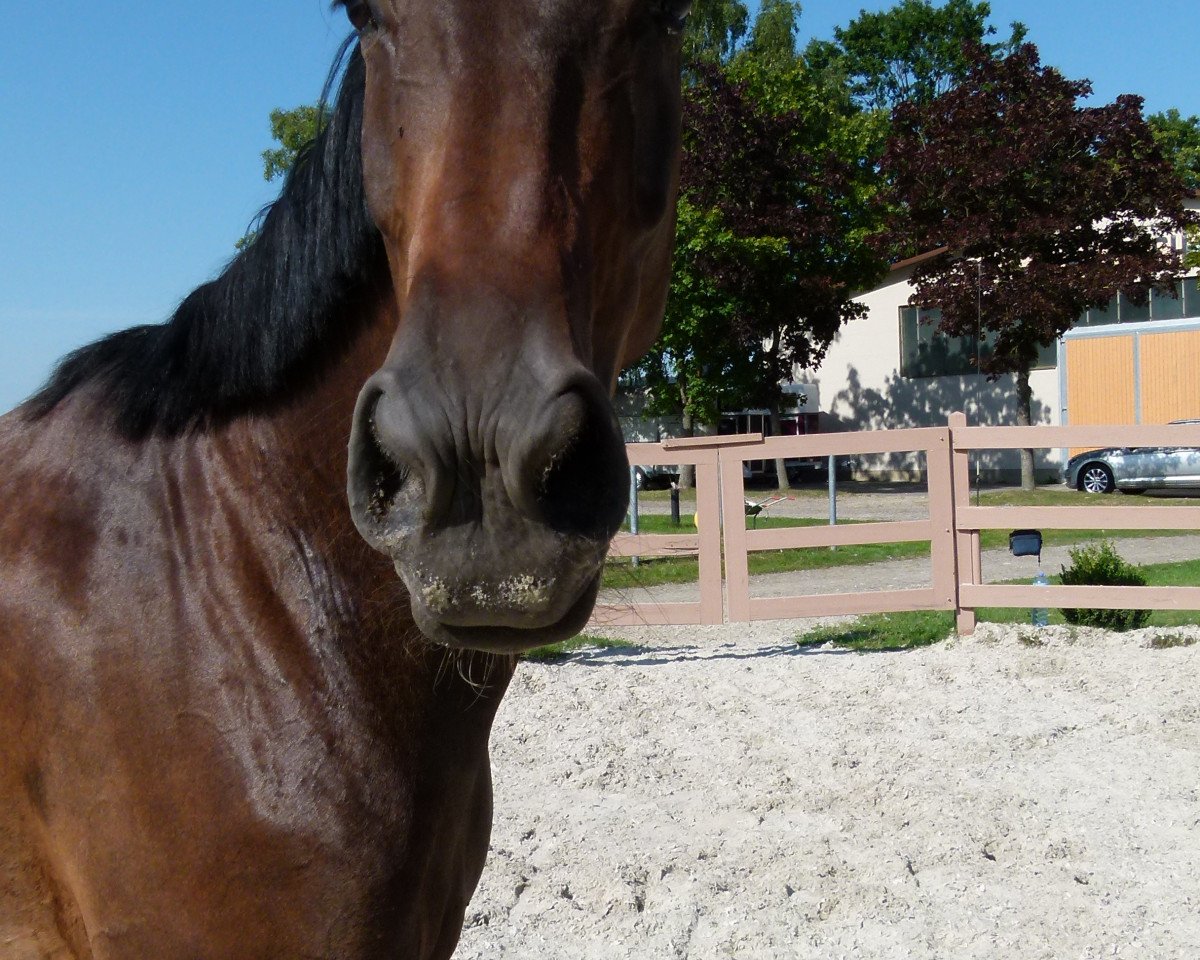 dressage horse Rocket Flair (Hanoverian, 2015, from Rocco Granata)