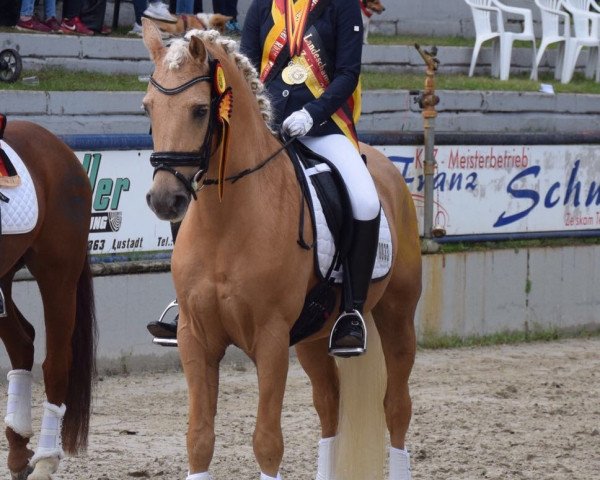 Dressurpferd Brave Heart 13 (Deutsches Reitpony, 2012, von Blue Angel 8)