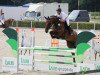 jumper Little Lady 246 (German Sport Horse, 2013, from Pikeur Lord Fauntleroy)