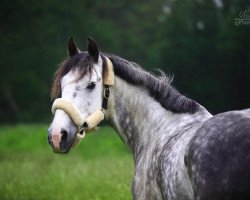 Pferd Moylena Grey Mist (Irisches Reitpferd, 2012)