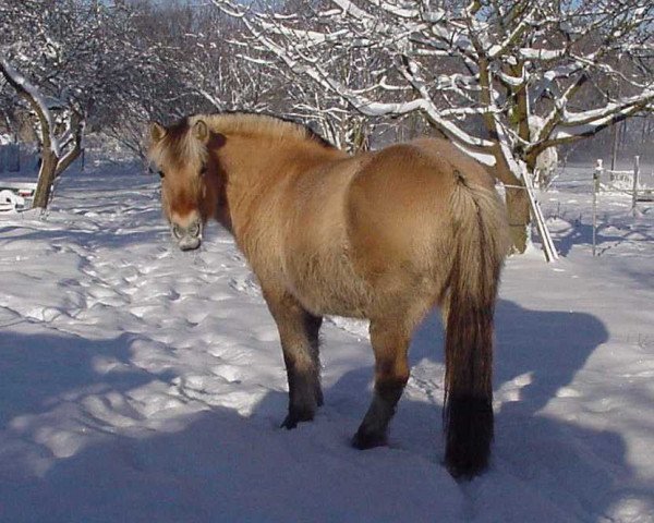 broodmare Birte (Fjord Horse, 1995, from Ingmar)