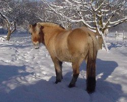 Pferd Birte (Fjordpferd, 1995, von Ingmar)