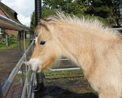 Pferd Fee (Fjordpferd, 2020, von Turbo Romeo N.2573)