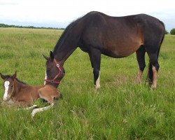 broodmare Quinie II (Holsteiner, 2000, from Quinar)