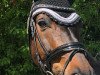 dressage horse Florencio junior (Württemberger, 2005, from Florencio I)